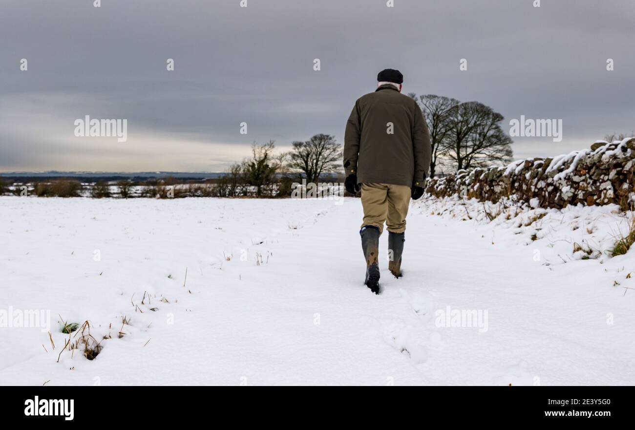 East Lothian, Schottland, Großbritannien, 21. Januar 2021. UK Wetter: Mehrere Zentimeter Schnee fiel über Nacht durch Sturm Christoph gebracht Beschleierung der landwirtschaftlichen Landschaft. Ein Mann mit Gummistiefeln geht im Schnee um einen Feldrand Stockfoto