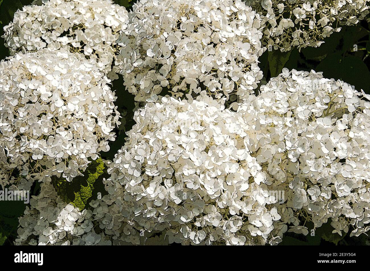 In ganz Großbritannien - Poster-Effekt zu Hortensia 'Annabel' Blumen hinzugefügt. Stockfoto