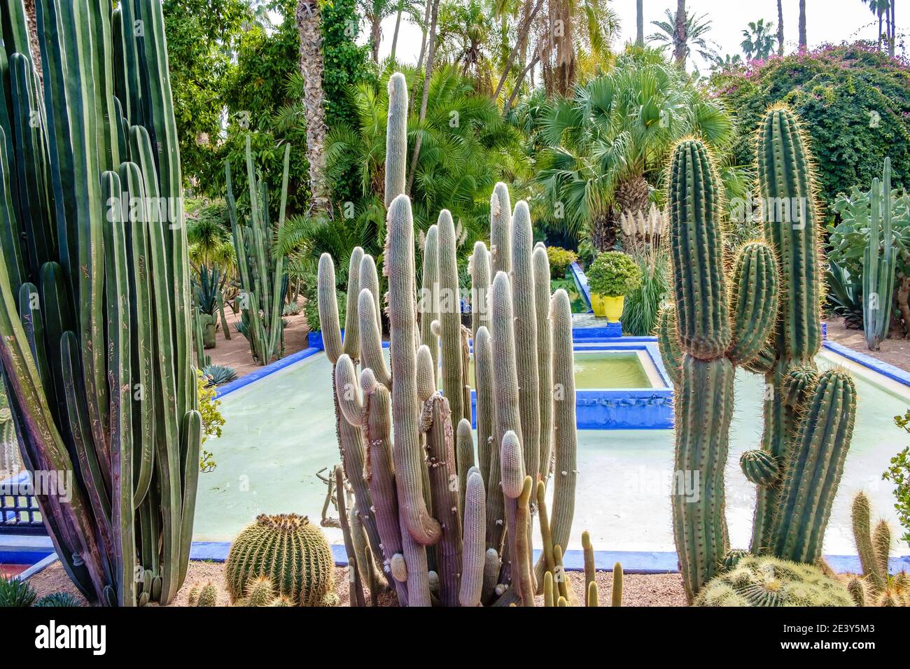 Majorelle Garten, Jardin Majorelle, botanischer Garten & Künstlerlandschaftsgarten in Marrakesch, Marokko. Erstellt von dem französischen Künstler Jacques Majorelle Stockfoto