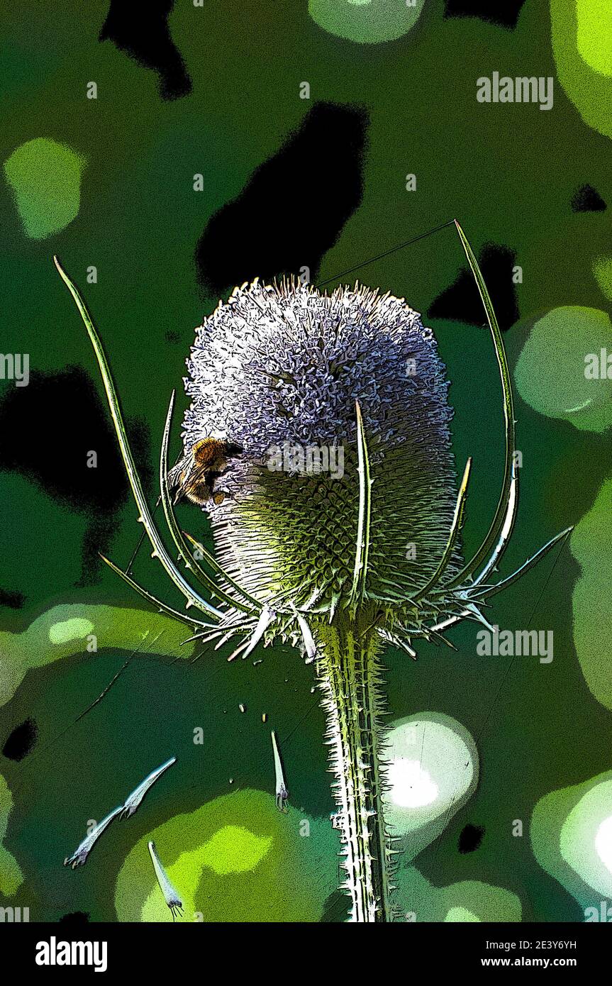 In ganz Großbritannien - Poster-Effekt zu einer Teaselblume hinzugefügt. Stockfoto