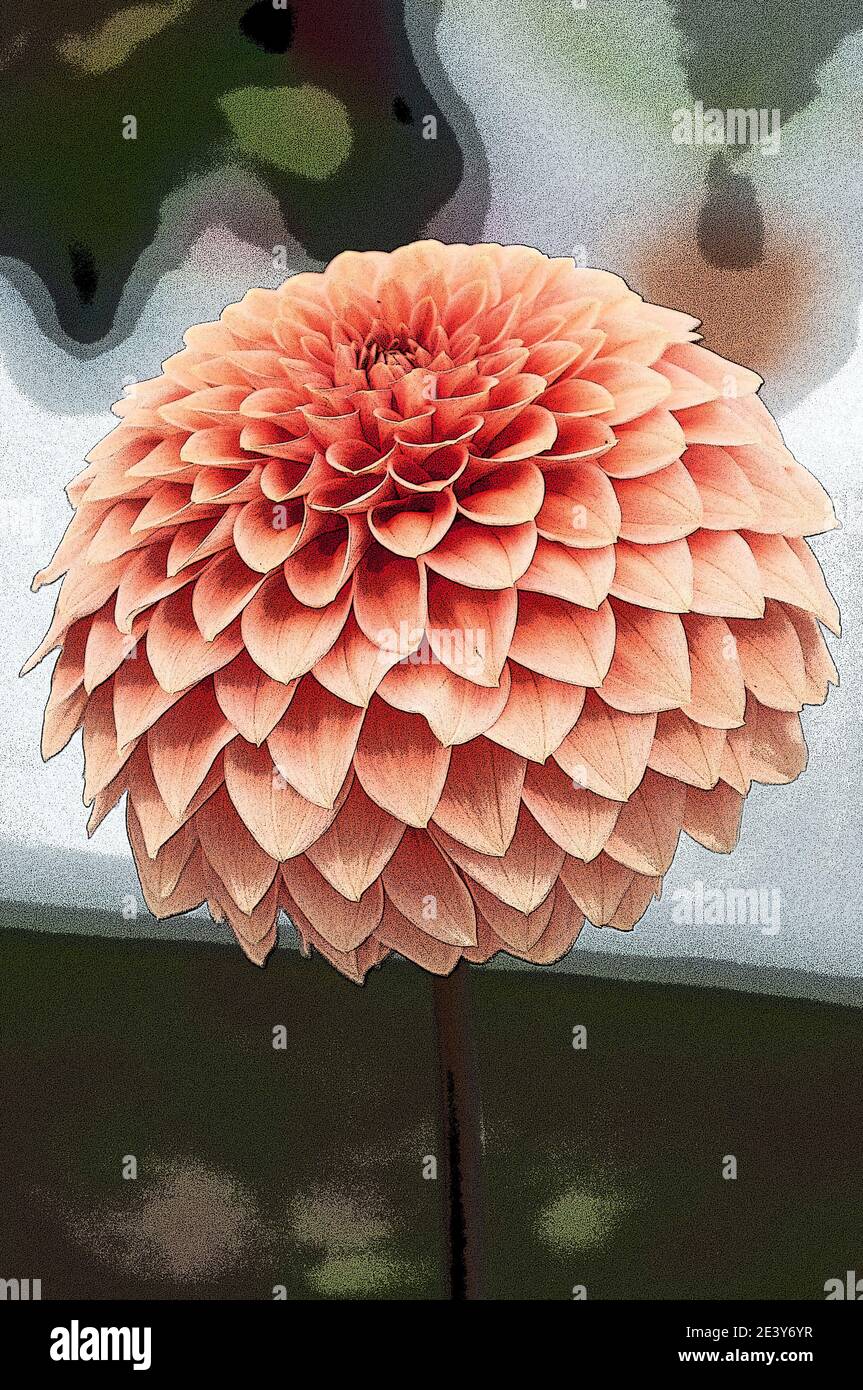 Around the UK - Poster-Effekt zu einer Dahlia-Blume hinzugefügt. Stockfoto