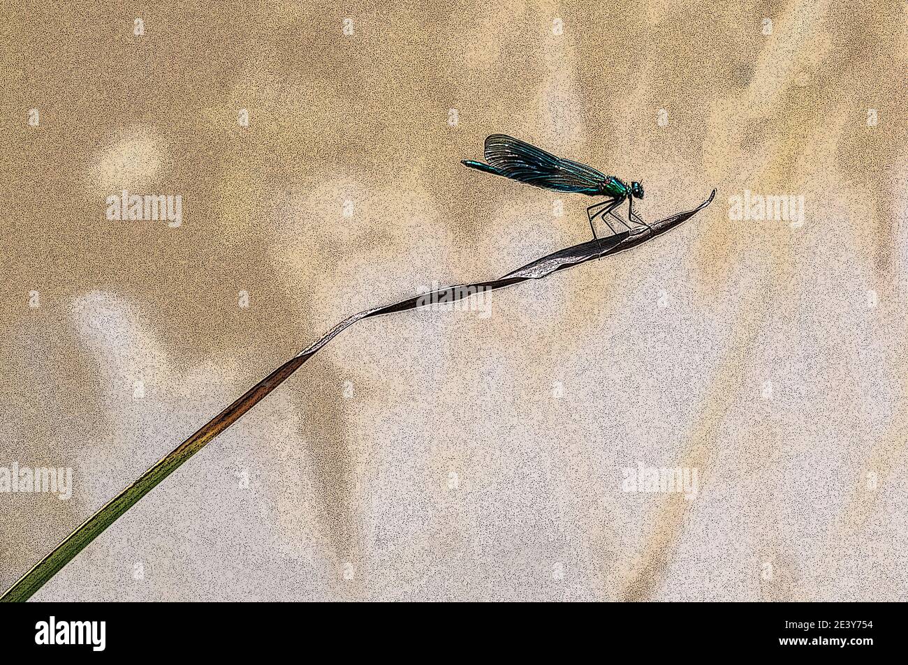 Rund um Großbritannien - Poster-Effekt zu einer Damselfly vor einem schlichten Hintergrund hinzugefügt. Stockfoto