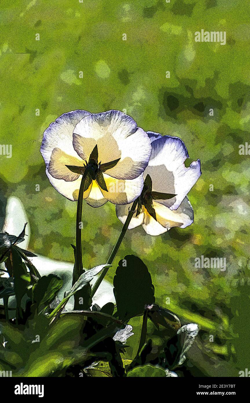 In ganz Großbritannien - Poster-Effekt zu Viola Blumen hinzugefügt Stockfoto