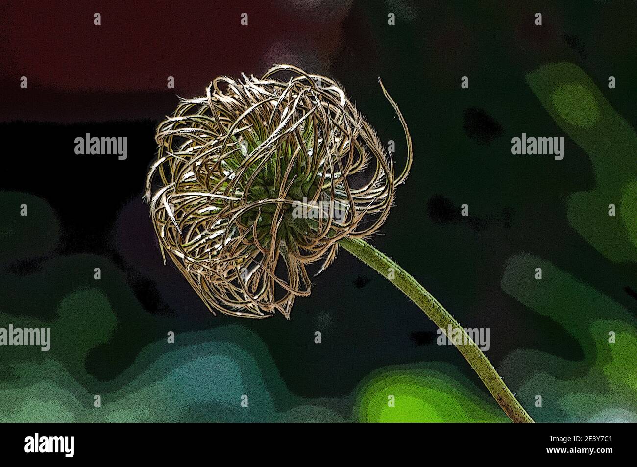 In ganz Großbritannien - Poster-Effekt zu einem Clematis-Samenkopf hinzugefügt. Stockfoto