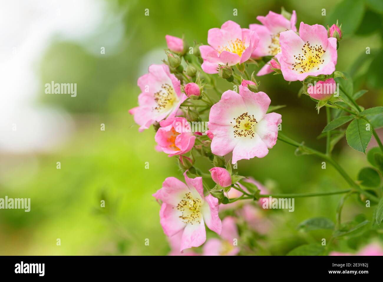 Heritage Rose, wandernde Rose, Rose Kew Rambler, Rosa Kew Rambler Stockfoto