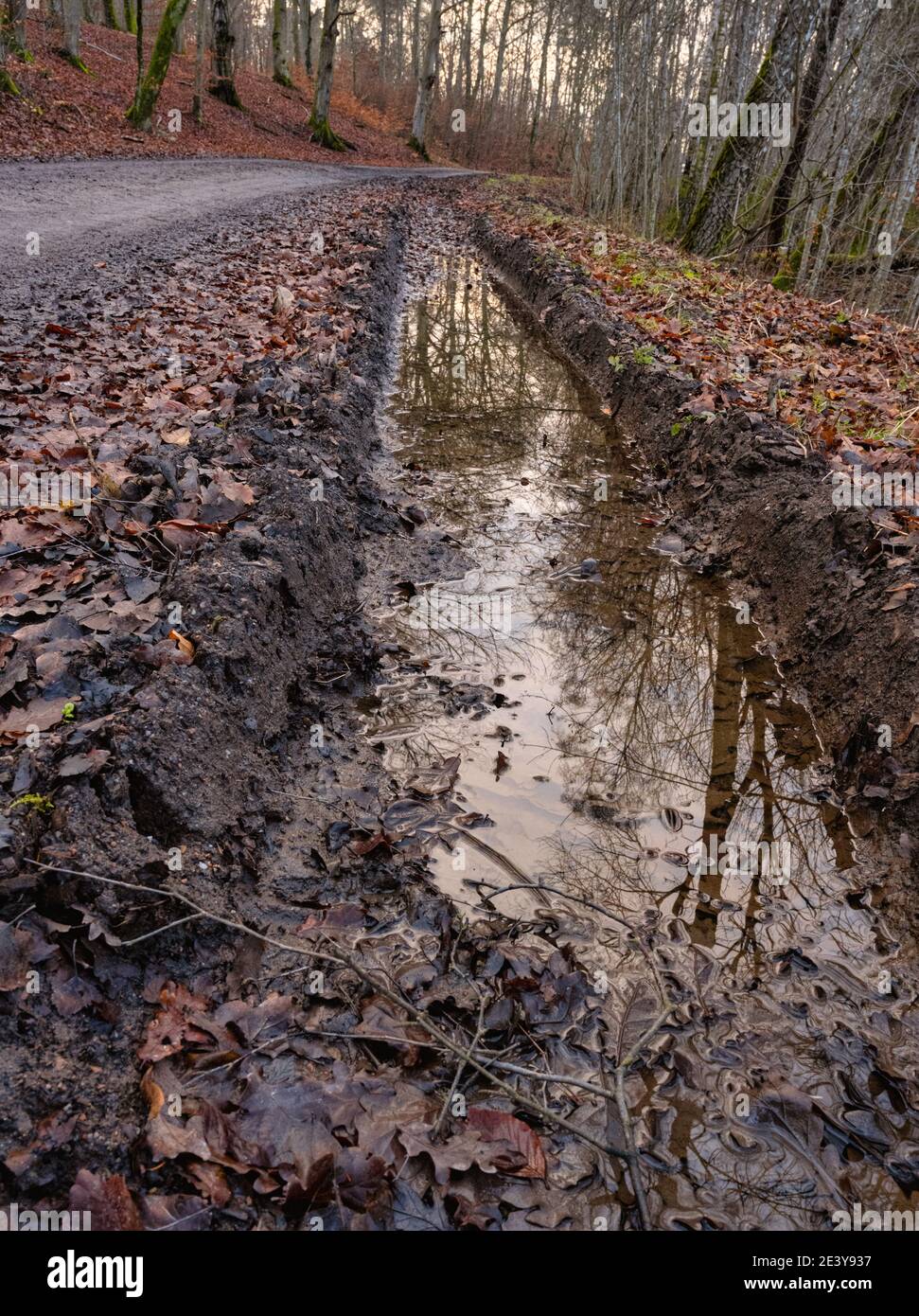 Ein Spiegelbild in einer schlammigen Pfütze mit schönen roten Waldblättern auf dem Boden. Bild aus Lund, Südschweden Stockfoto