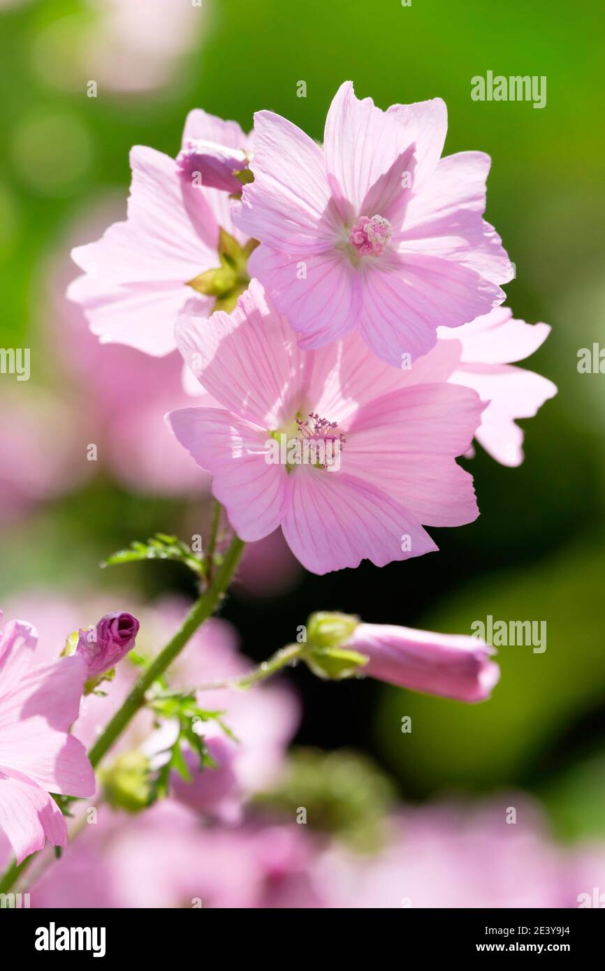 Blassrosa untertasse-förmige Blüten von Malva moschata oder Moschus Malve Stockfoto