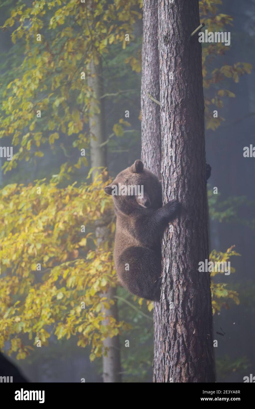 Braunbaer, Ursus arctos, Braunbär Stockfoto