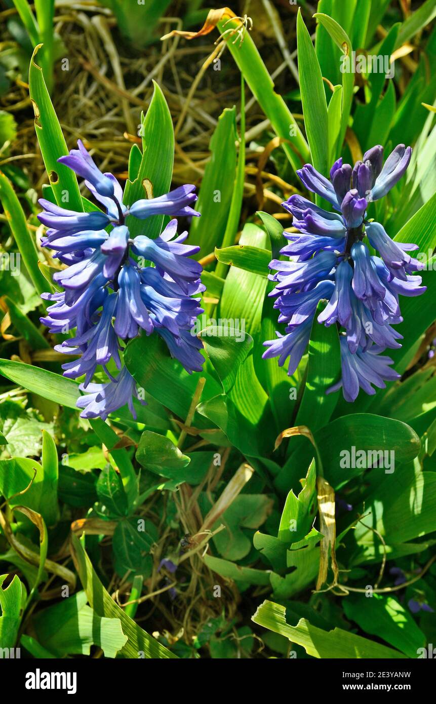 Botanik, blühende blaue Hyazinthe Stockfoto
