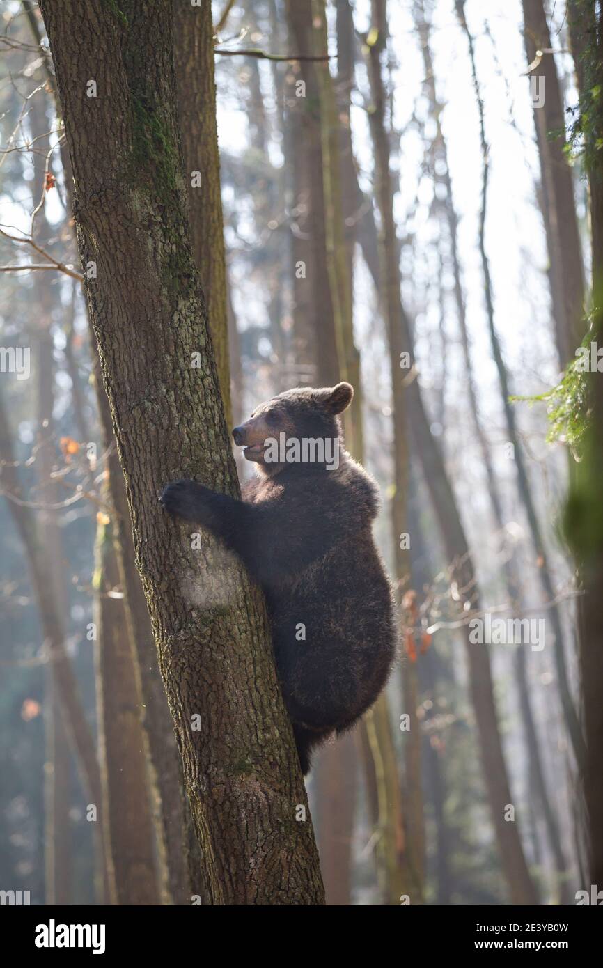 Braunbaer, Ursus arctos, Braunbär Stockfoto