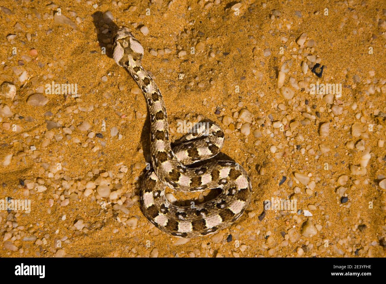 Vibora sopladora cornuda (Bitis caudalis), Desierto del Namib, Namibia ...