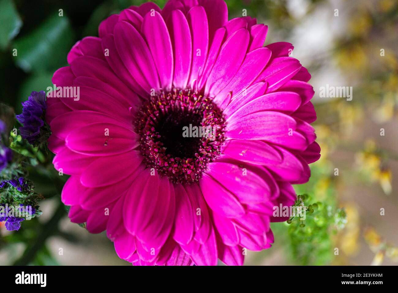 Eine rosa Gerbera in einem Blumenstrauß Stockfoto