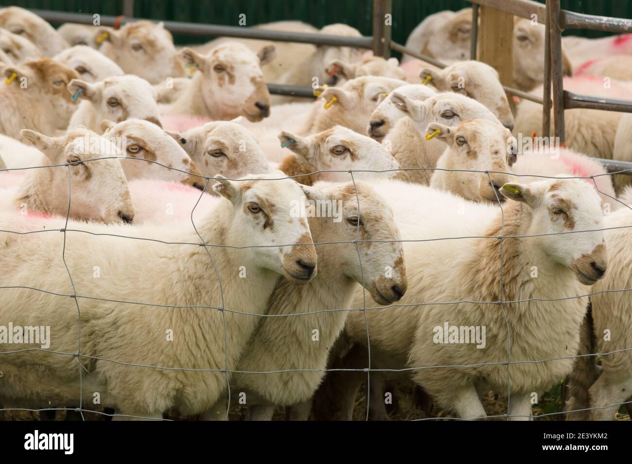 Herde von Schafen warten darauf, auf ein geladen werden Tiertransporter auf den Markt gebracht werden Stockfoto