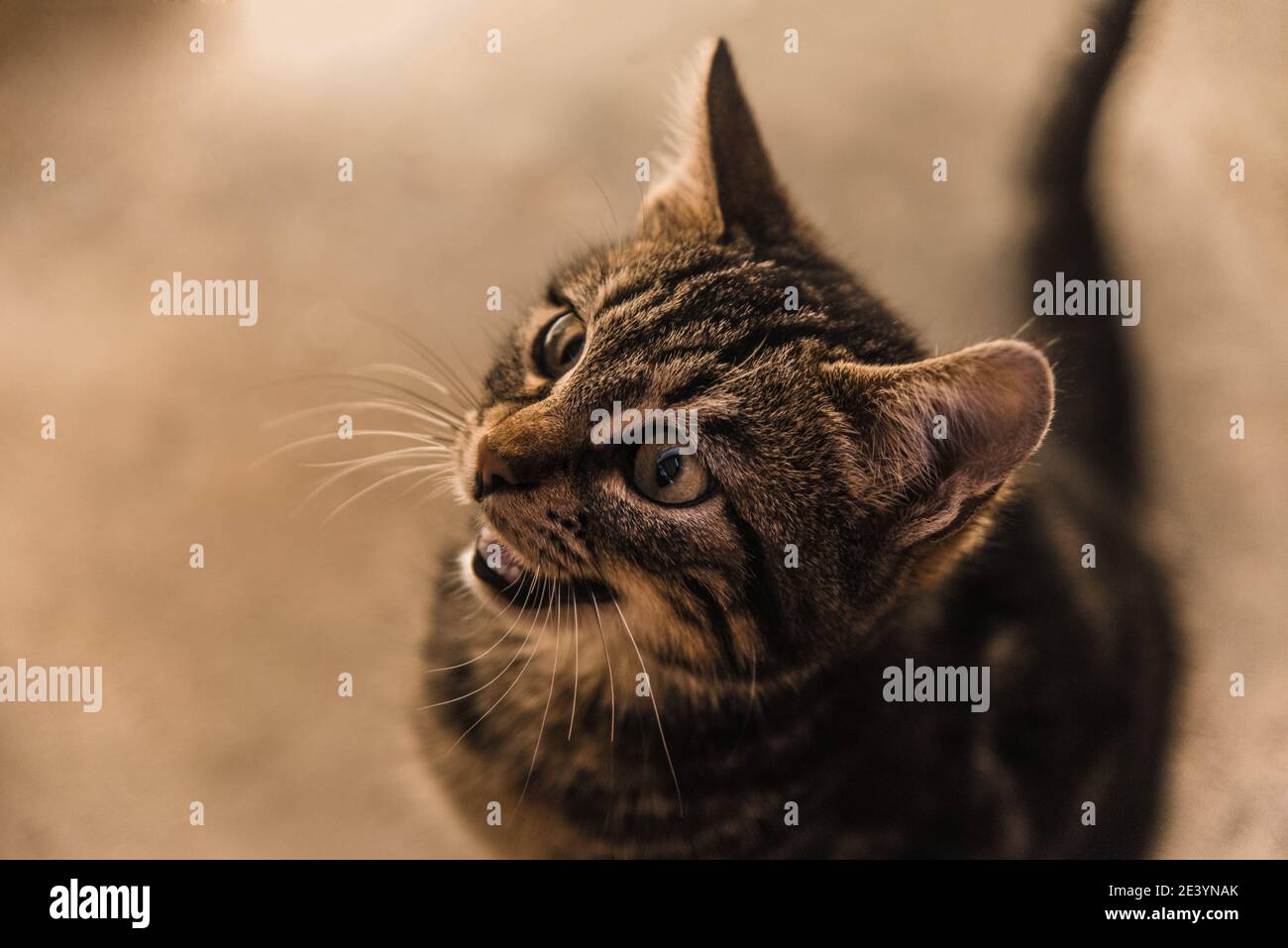 Die kleine Katze öffnete die Augen weit und bittet um Nahrung. Es ist eine braune Katze. Ein wenig schüchtern und kalt. Schöne Katze. Stockfoto