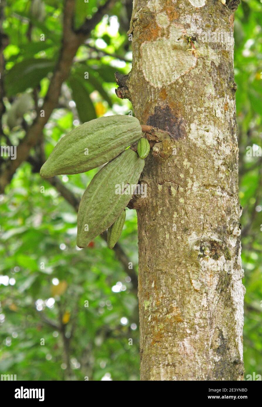 Kakao (Theobroma cacao) Schoten wachsen aus Baum in einer Kakaoplantage Atewa Ackerland, Ghana Februar Stockfoto