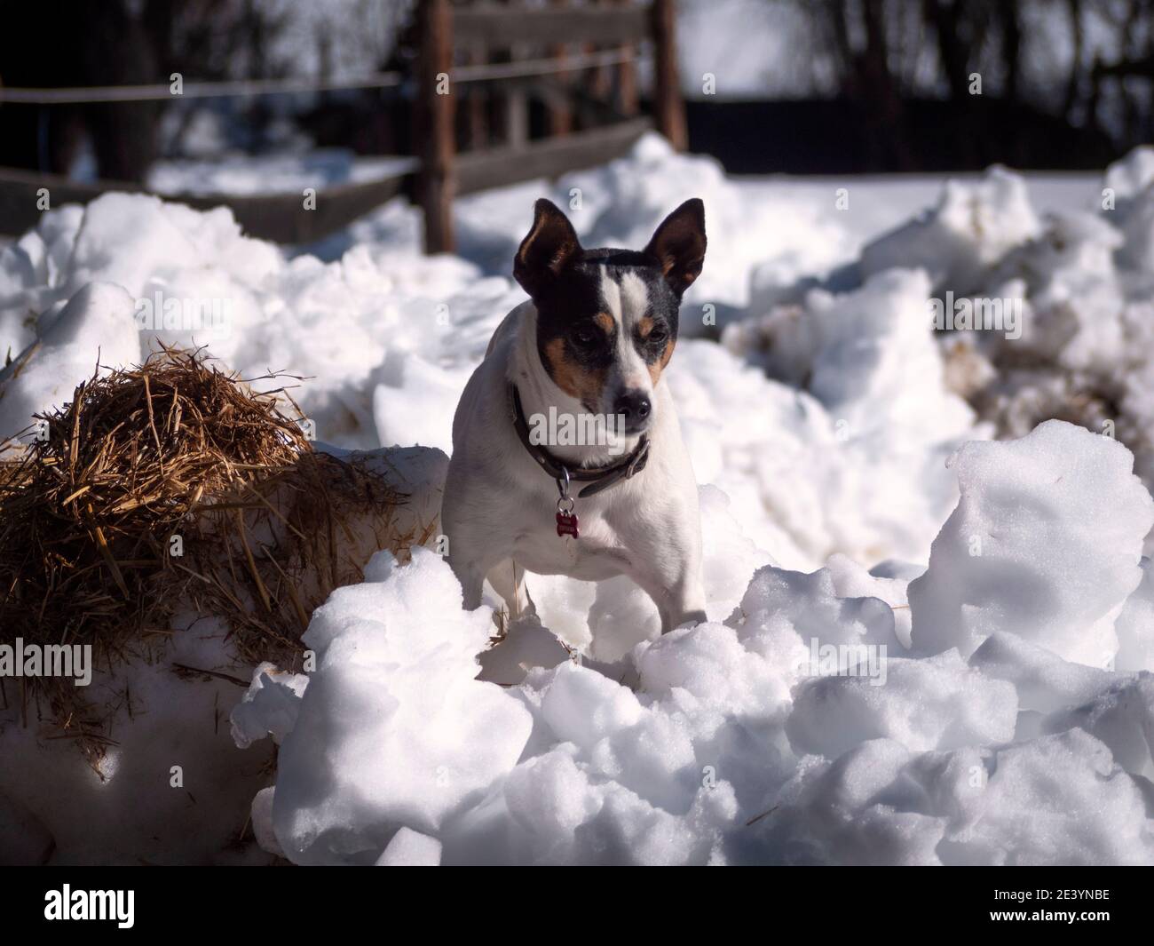 Spanischer Bodeguero Hund spielt im Schnee. Stockfoto
