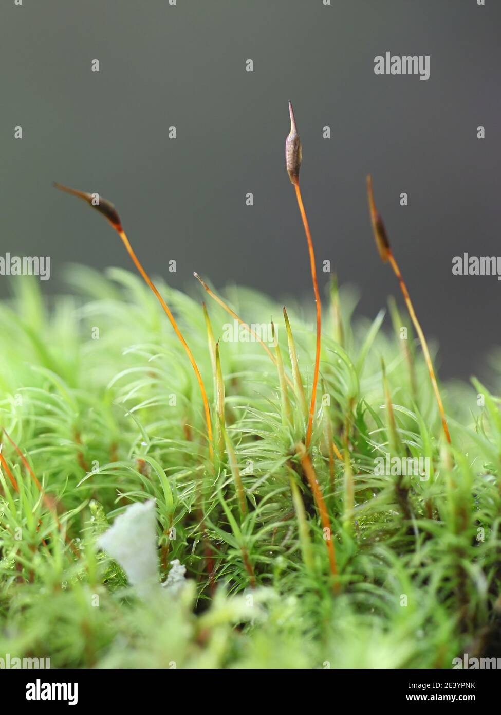 Windmoos, auch Fork Moos genannt, der Gattung Dicranum Stockfoto