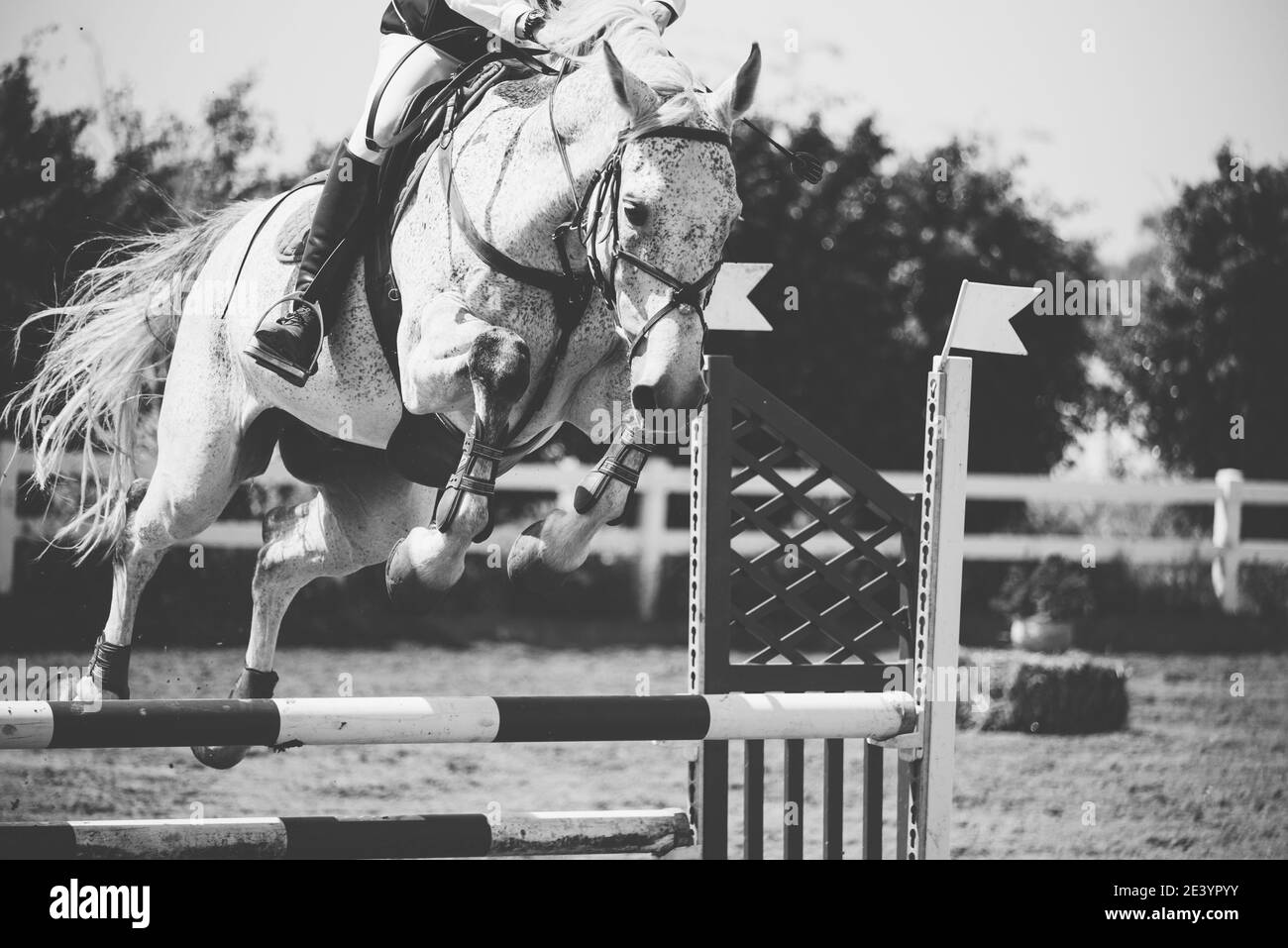 Weißes Pferd springen in einem Wettbewerb Stockfoto
