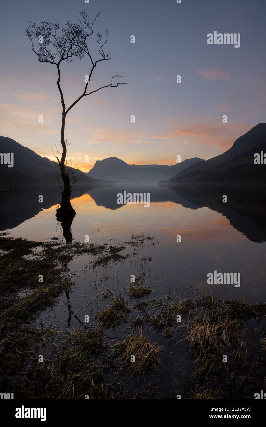 See-Reflexionen bei Sonnenaufgang mit hohem einbunter Baum. Buttermere, Lake District, Großbritannien. Stockfoto