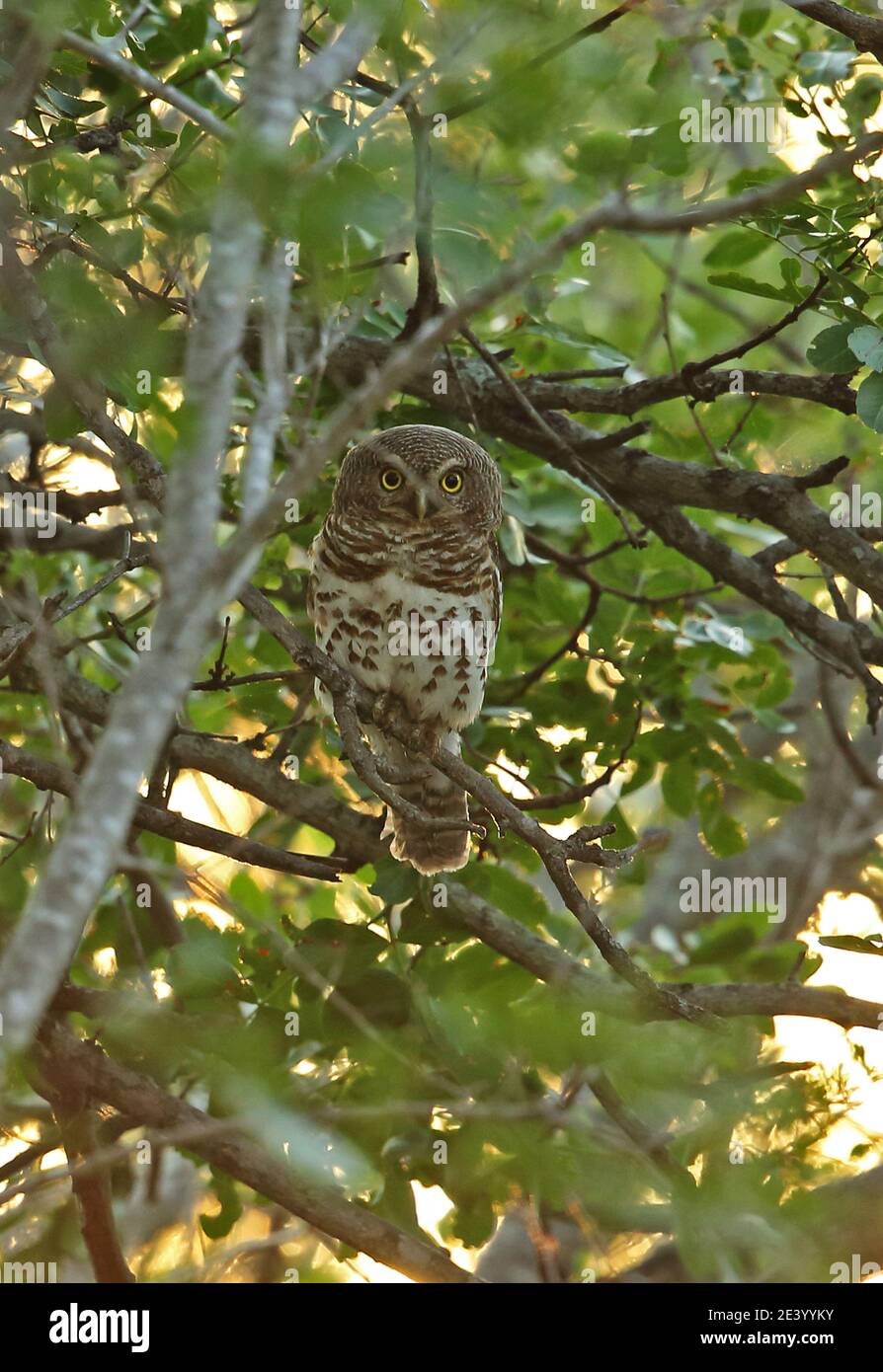 African Barred Owlet (Glaucidum capense capense) Erwachsener auf Zweig Kruger NP, Südafrika November Stockfoto