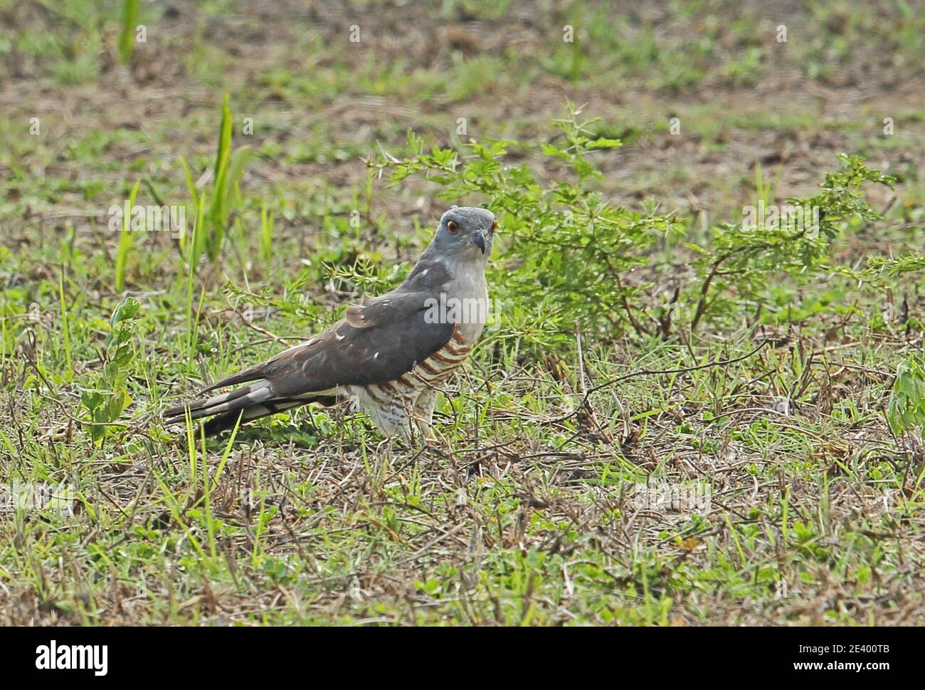 Afrikanischer Kuckuckhawk (Aviceda cuculoides verreauxii) Erwachsener steht auf dem Boden Tembe Elephant Park, Südafrika November Stockfoto