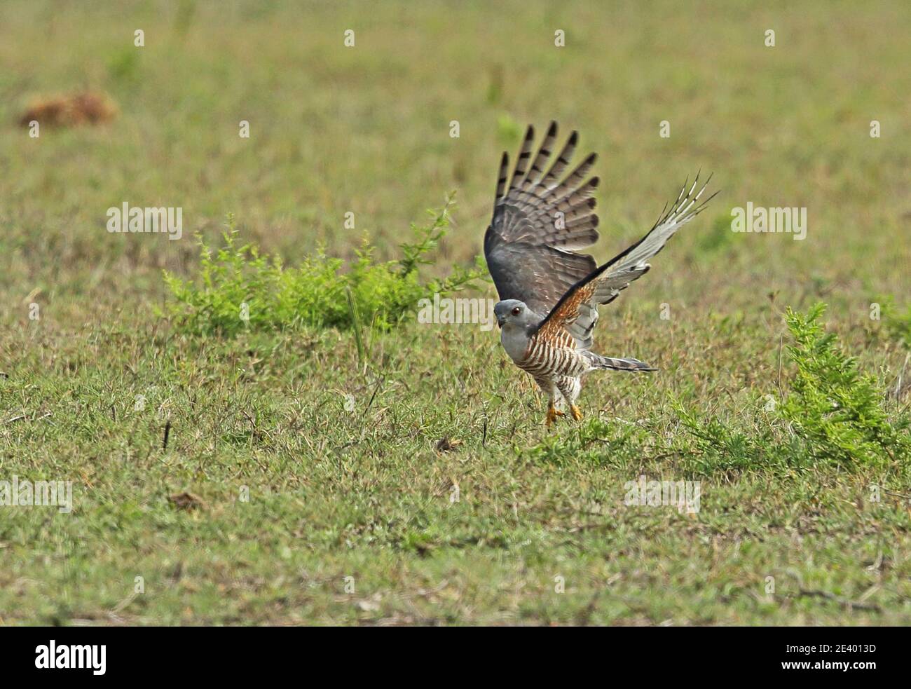 Afrikanischer Kuckuckhawk (Aviceda cuculoides verreauxii) auf der Jagd nach Heuschrecken Tembe Elephant Park, Südafrika November Stockfoto