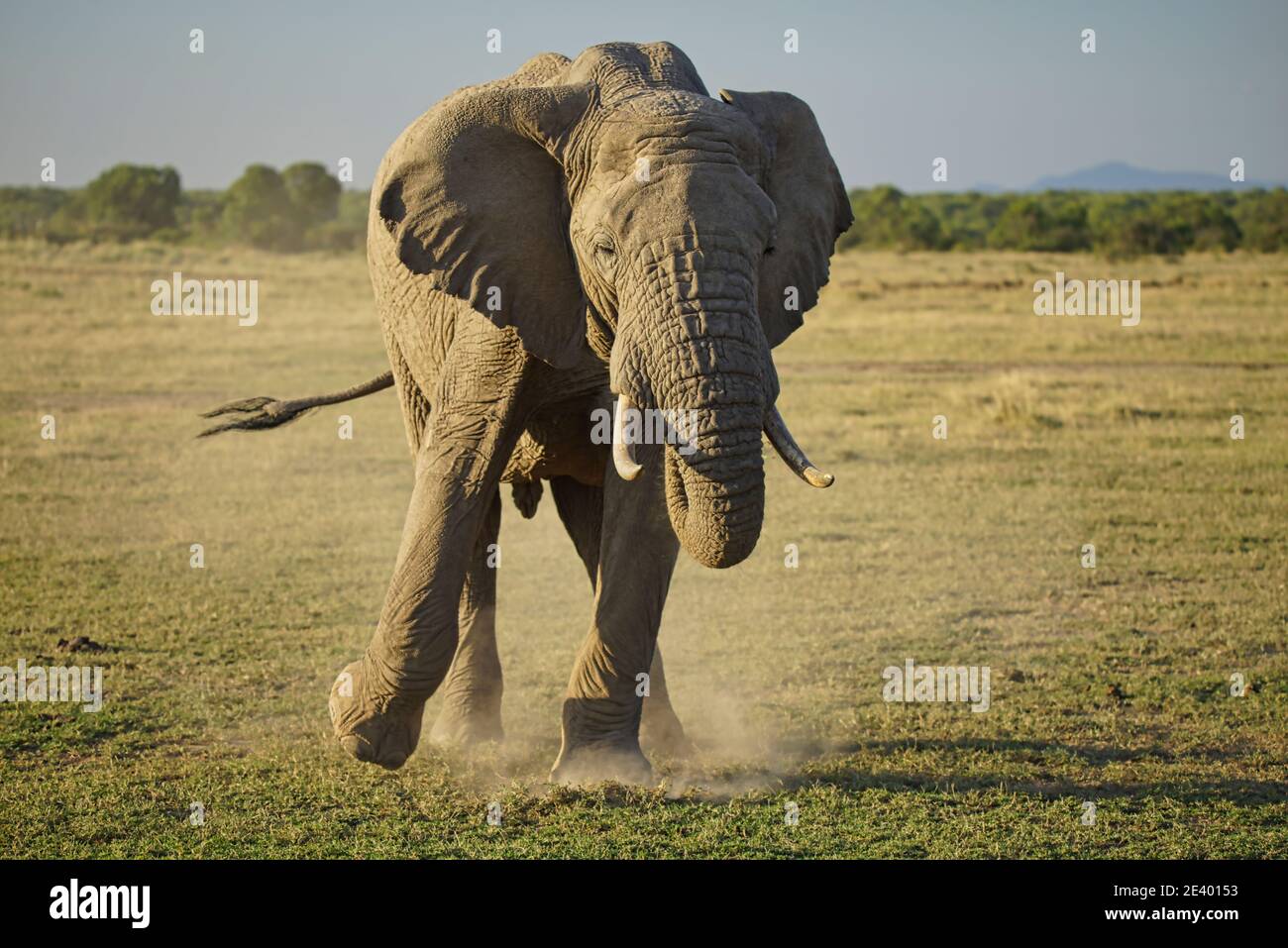 Ein Elefant tanzte und winkte mit seinem Schwanz, wobei er Staub auf dem Gras aufwirbelte. Viele Tiere wandern in das Masai Mara National Wildlife Refuge in K Stockfoto