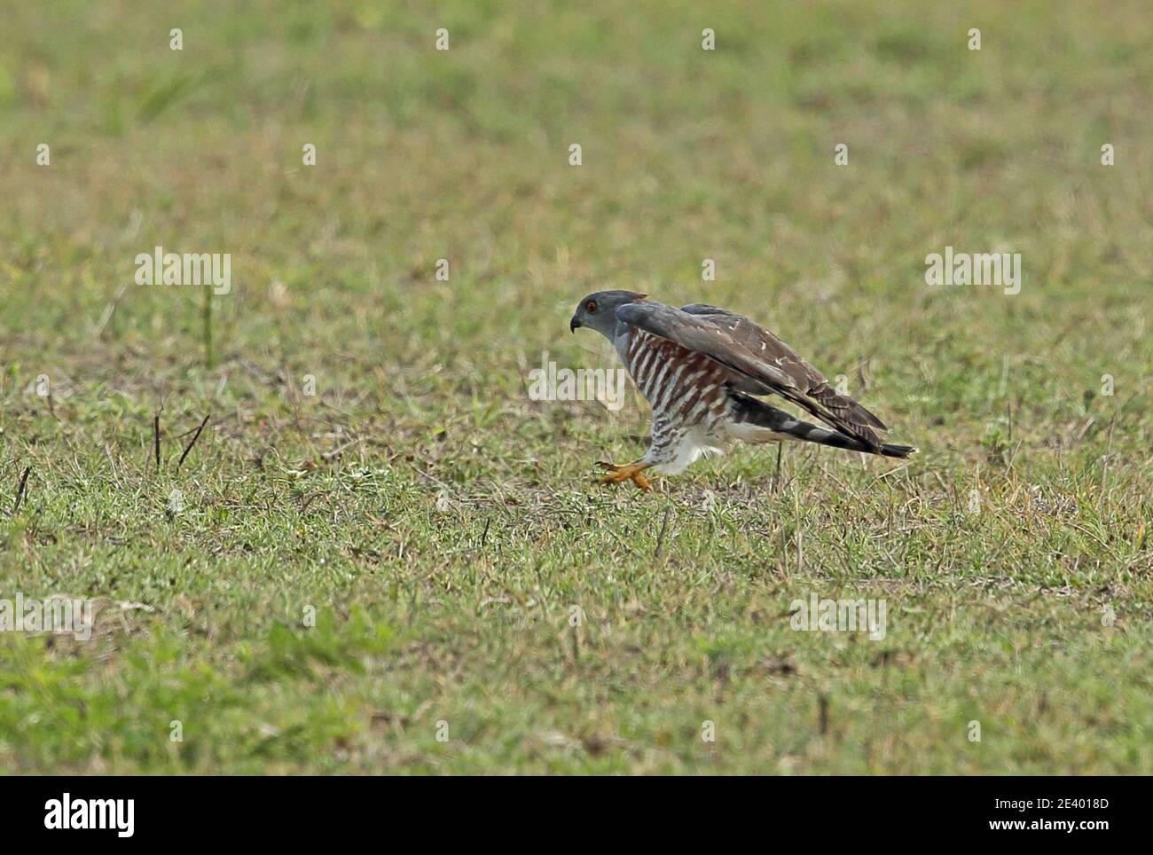 Afrikanischer Kuckuckhawk (Aviceda cuculoides verreauxii) auf der Jagd nach Heuschrecken Tembe Elephant Park, Südafrika November Stockfoto