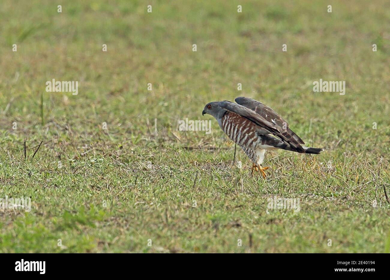 Afrikanischer Kuckuckhawk (Aviceda cuculoides verreauxii) auf der Jagd nach Heuschrecken Tembe Elephant Park, Südafrika November Stockfoto