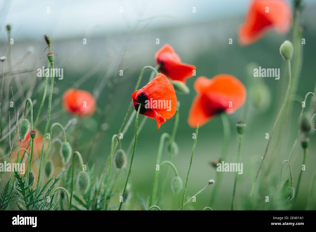 Blühende Mohnblumen Blumen schließen sich in einem Frühlingsfeld Stockfoto
