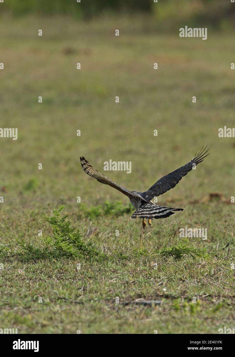 Afrikanischer Kuckuckhawk (Aviceda cuculoides verreauxii) auf der Jagd nach Heuschrecken Tembe Elephant Park, Südafrika November Stockfoto