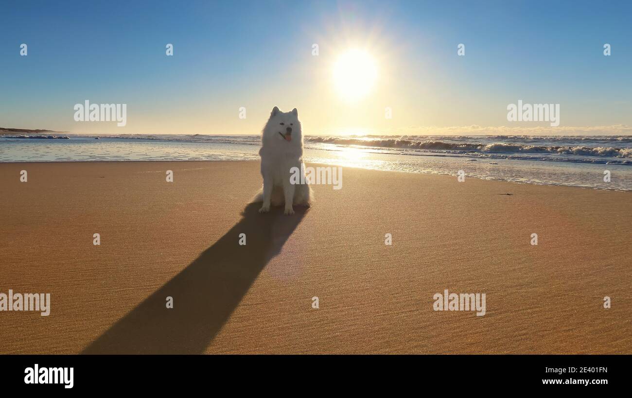 Samoyed Hund sitzt am Strand bei Sonnenuntergang Stockfoto