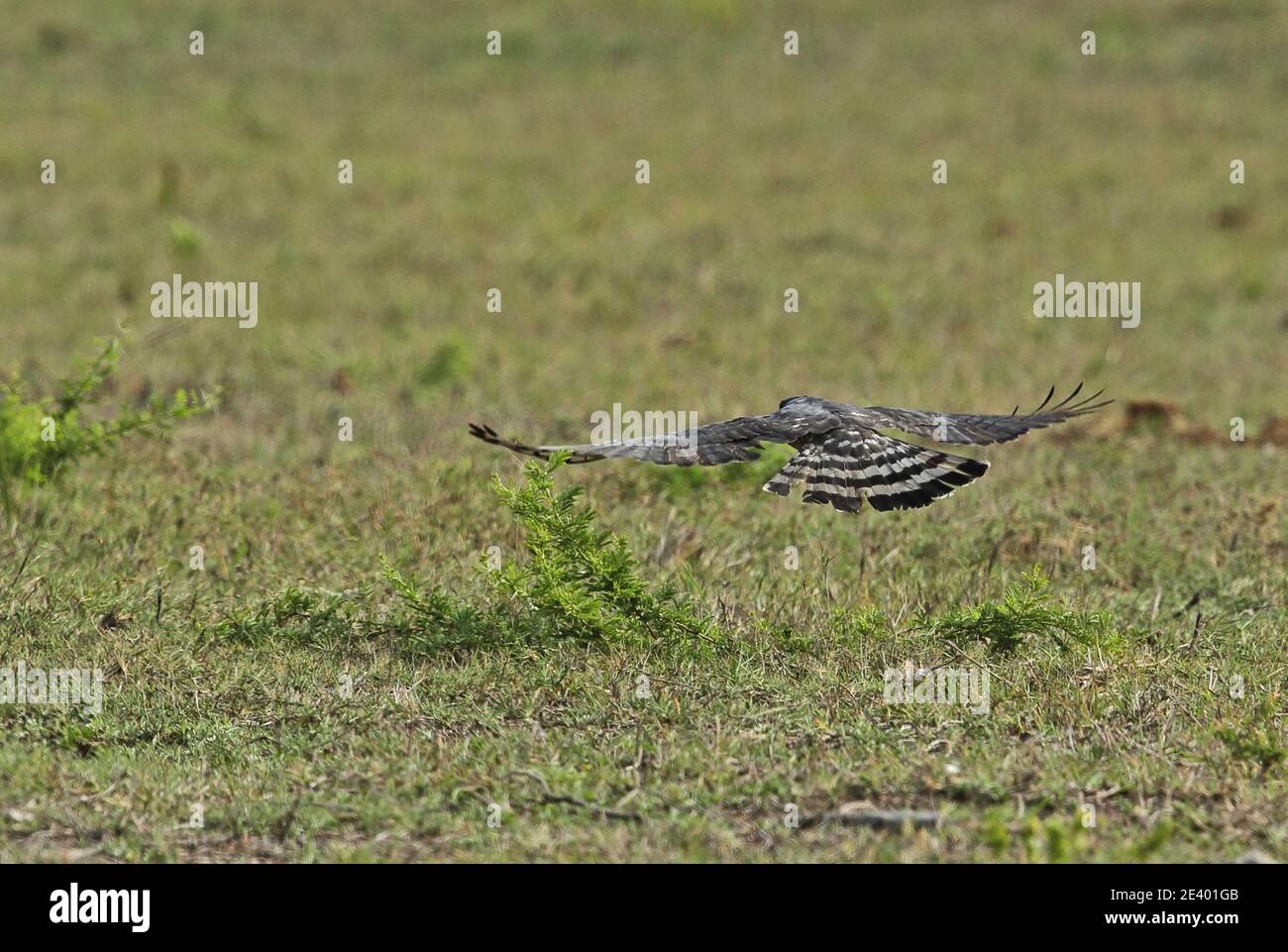 Afrikanischer Kuckuckhawk (Aviceda cuculoides verreauxii) auf der Jagd nach Heuschrecken Tembe Elephant Park, Südafrika November Stockfoto