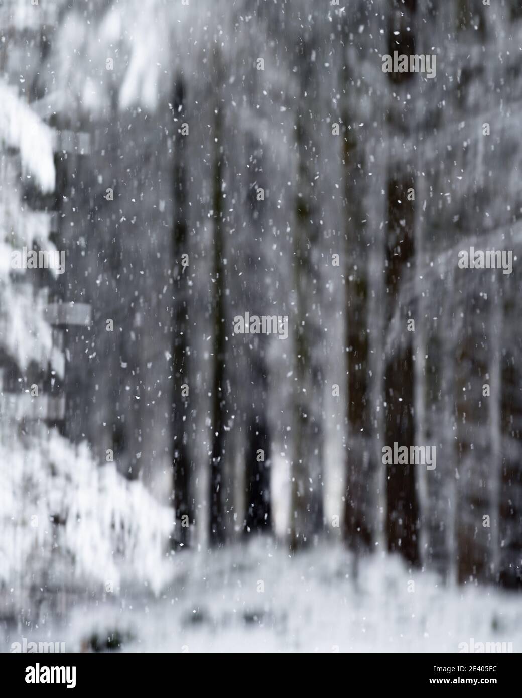 Fallender Schnee in einem kalten Winterwald mit verschwommenem Hintergrund absichtliche Kamerabewegung. Stockfoto