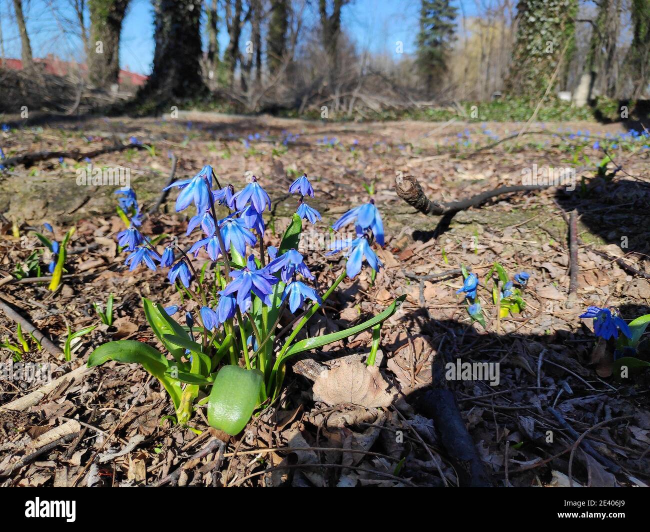 Scilla siberica (Siberian Squill) blühende Pflanzenart in Polen. Stockfoto