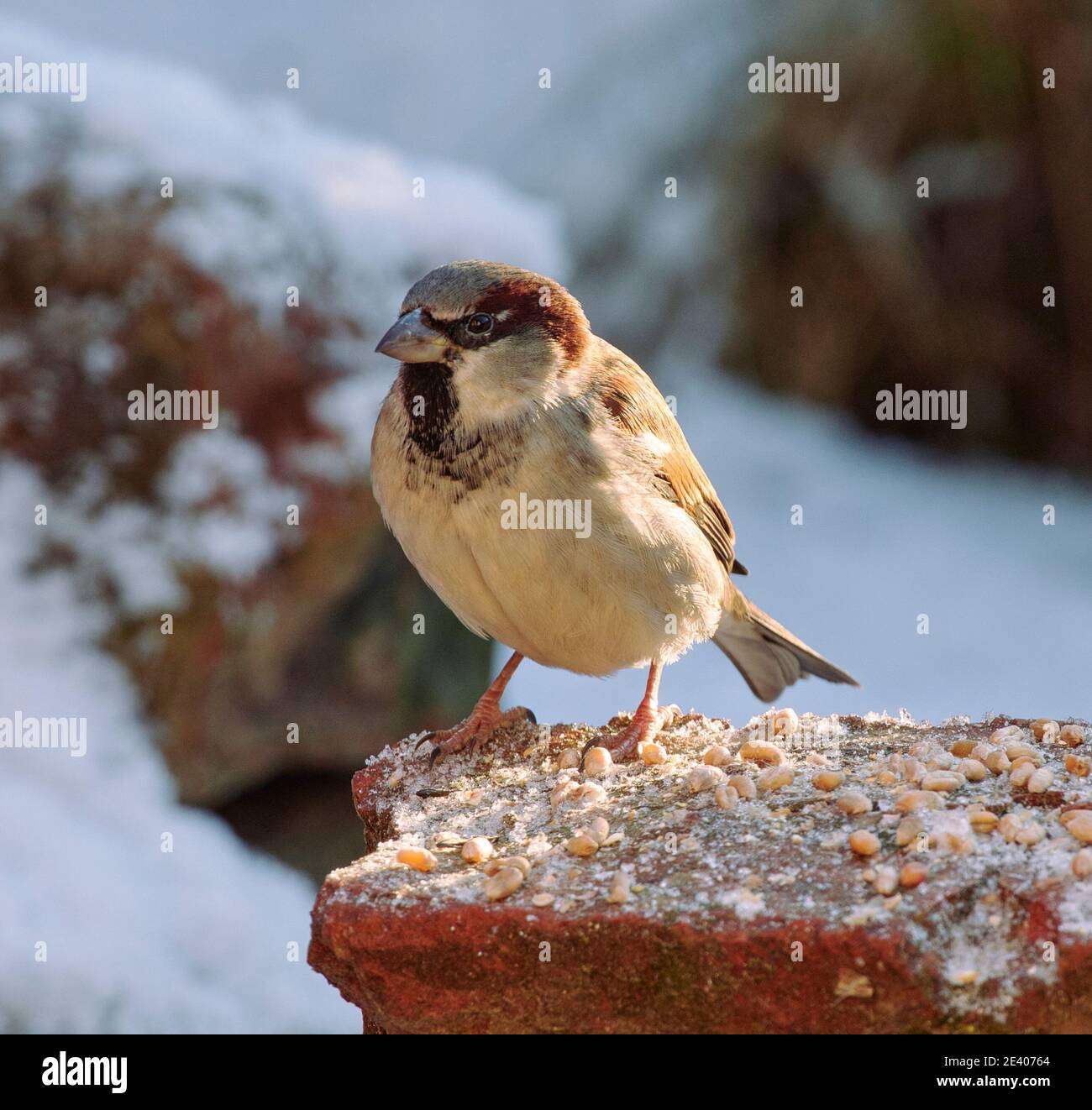 Gartenvögel verlassen sich auf Vogelfutter während der harten Winter in der VEREINIGTES KÖNIGREICH Stockfoto