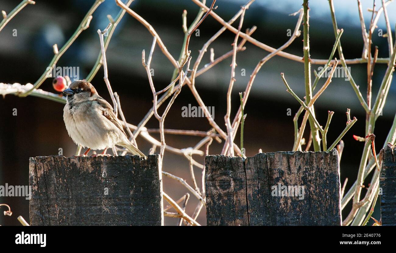 Gartenvögel verlassen sich auf Vogelfutter während der harten Winter in der VEREINIGTES KÖNIGREICH Stockfoto