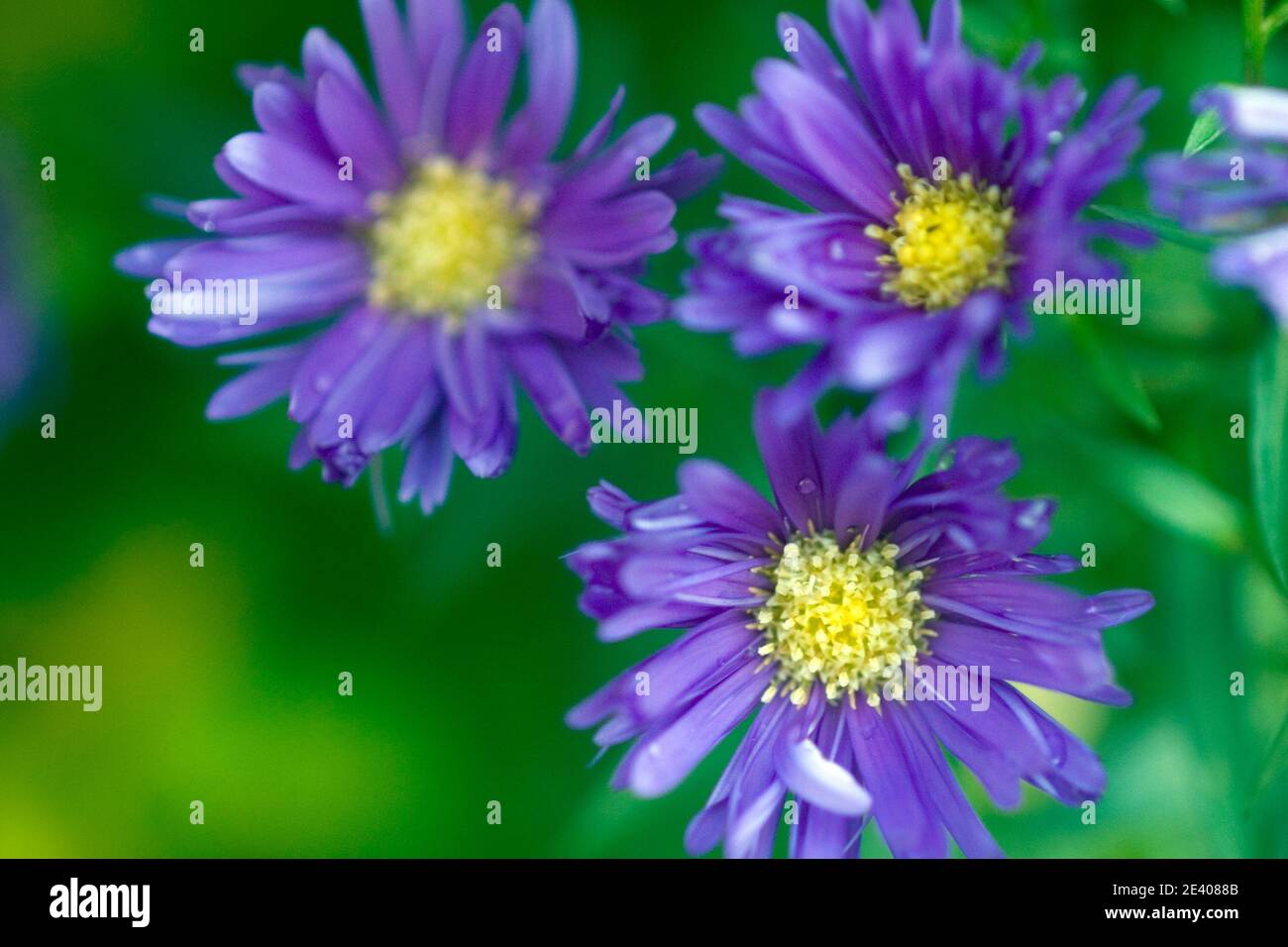 Lila Michaelmas Gänseblümchen Stockfoto