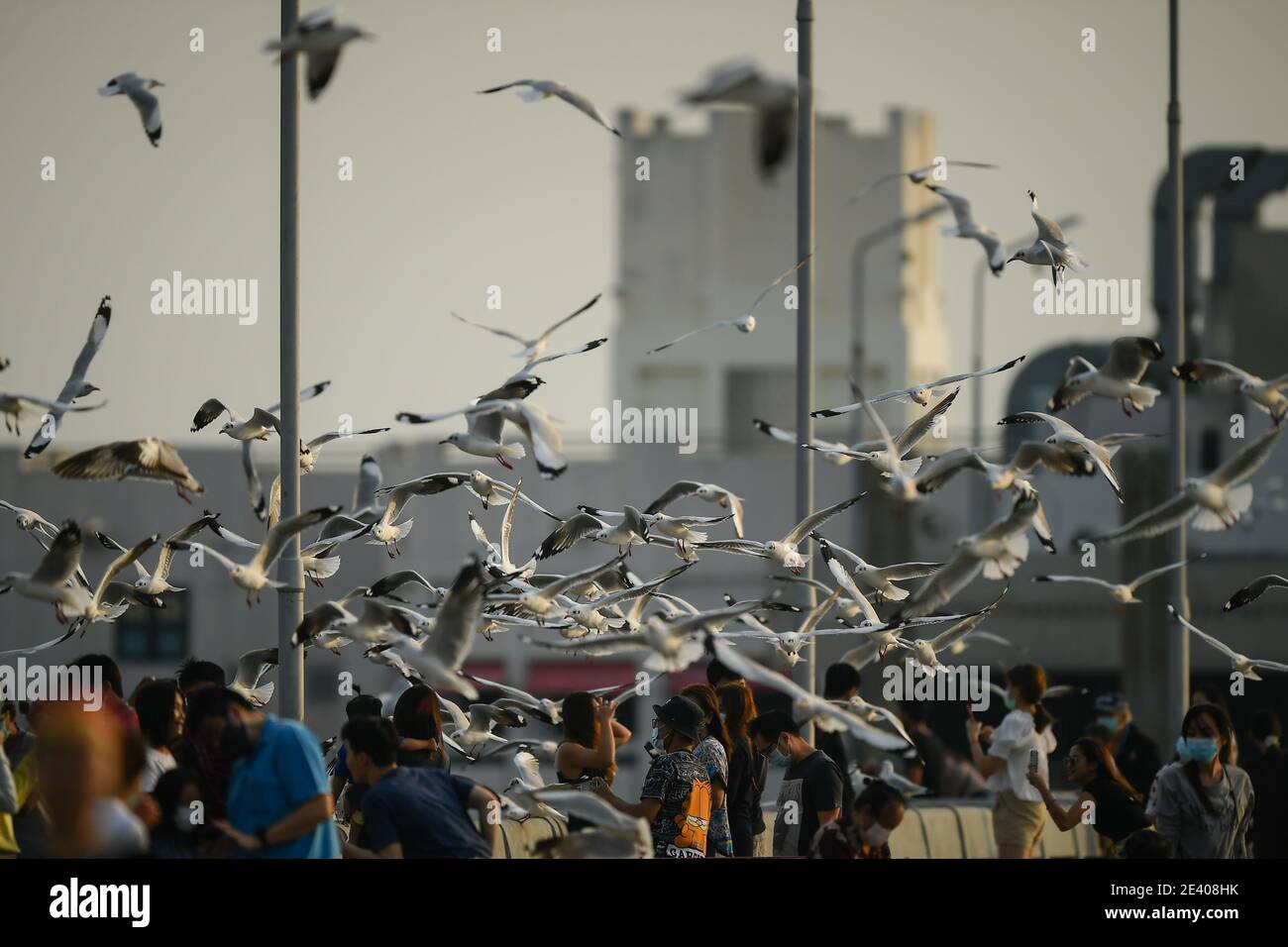 Samut Prakan, Thailand. Januar 2021. Touristen füttern Möwen im Badeort Bang Pu in der Provinz Samut Prakarn.die Vögel ziehen jedes Jahr von November bis April aus Russland und der Mongolei in diese Kurstadt. Kredit: SOPA Images Limited/Alamy Live Nachrichten Stockfoto