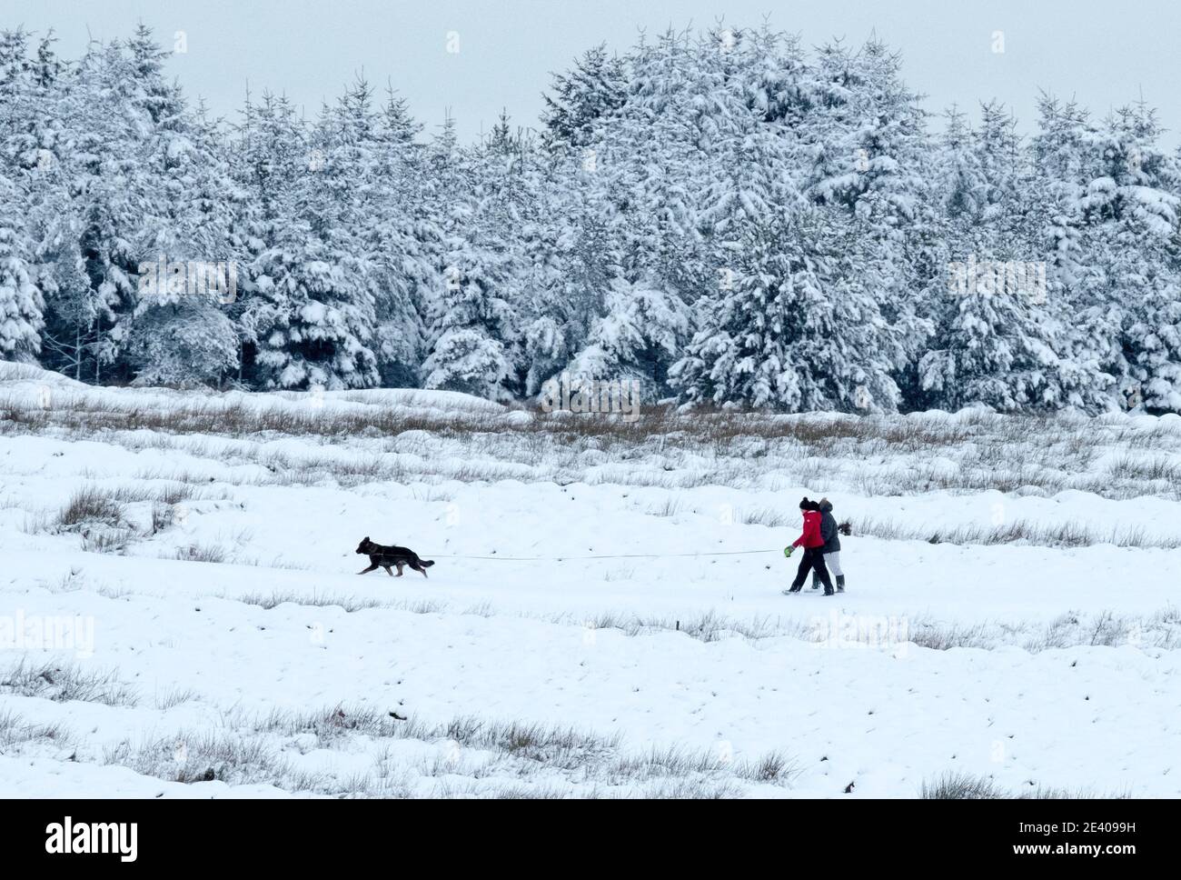 Wetter, Sturm Christoph: 21. Januar 2021. Ein Paar geht mit seinem Hund in der Nähe des Dorfes Forth, South Lanarkshire, Schottland, Großbritannien. Quelle: Ian Rutherford/Alamy Live News. Stockfoto