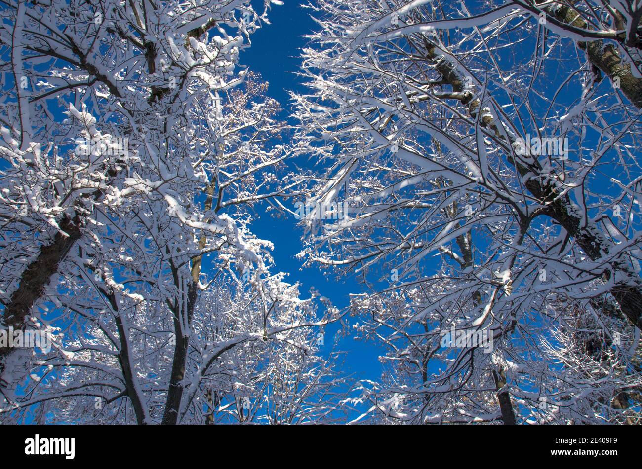 Wintermärchen - Schnee im Bitola City Park, Mazedonien Stockfoto