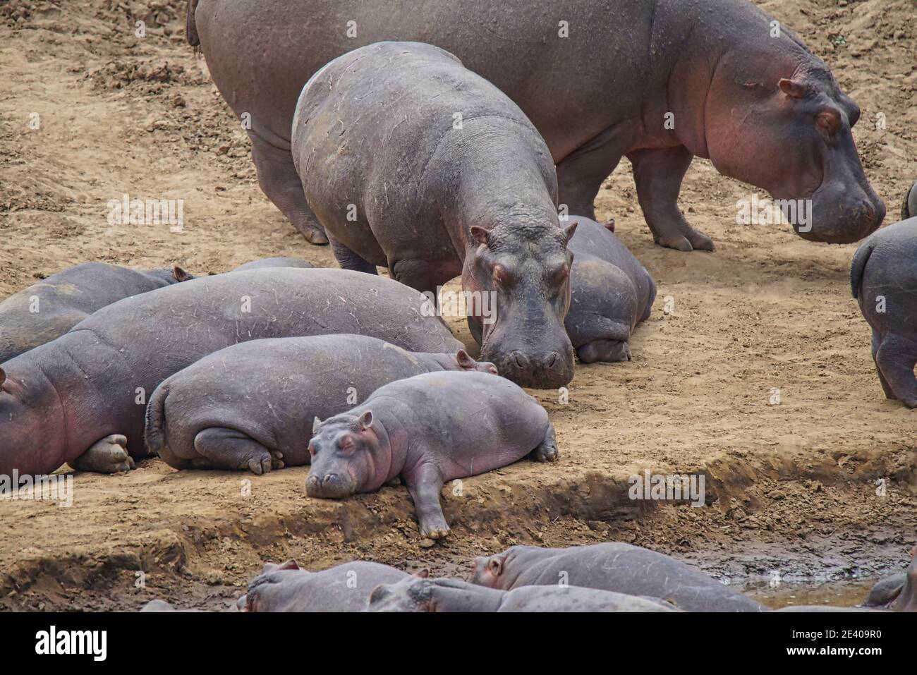 In der Hippofamilie am Fluss lag das kleine Nilpferd schlafend. Eine große Anzahl von Tieren wandern in das Masai Mara National Wildlife Refuge in Kenia, EIN Stockfoto