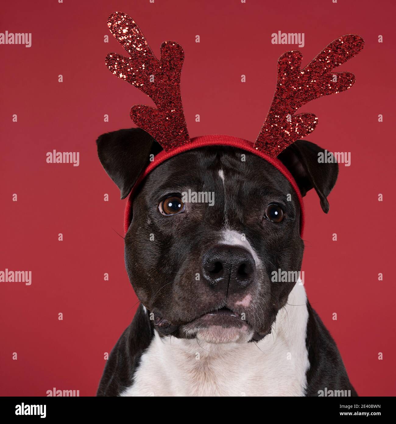 Porträt des braunen amerikanischen Staffordshire Terrier sitzend mit einem Rudolph der rotnasigen Rentier Diadem vor einem roten Hintergrund. Stockfoto