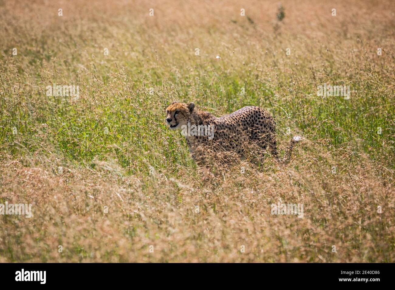 Gepard auf der Suche nach der Jagd im Serengeti Nationalpark, Tansania... Stockfoto