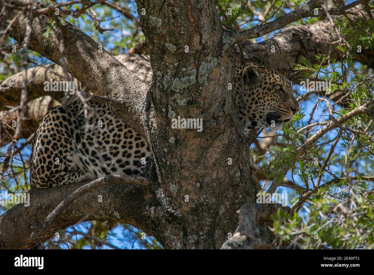 Leopard am Baum, der auf die Jagd schaut. Stockfoto