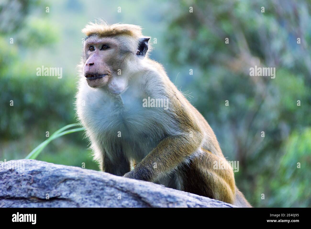 Affe auf dem Hintergrund von regenbewaldeten Bergen. Endemische Fauna von Sri Lanka. Blassfronten-Toque-Makaken (Macaca sinica aurifrons) aus dem Zentralplatt Stockfoto
