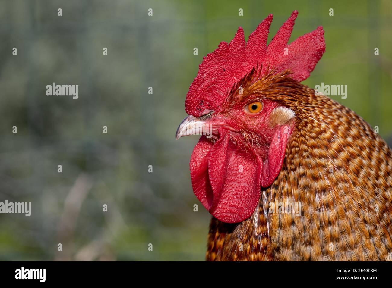 Huhn auf dem Bauernhof, im Freien, gesund. Stockfoto