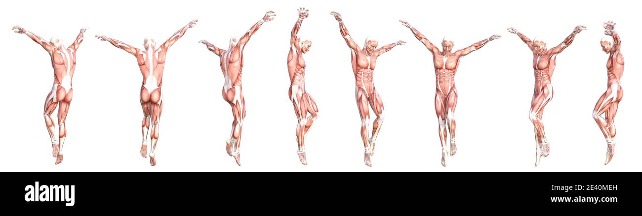 Konzeptionelle Anatomie gesunde skinless menschlichen Körper Muskelsystem Set. Athletischer junger Erwachsener posiert für Bildung, Fitness-Sport, Medizin Stockfoto