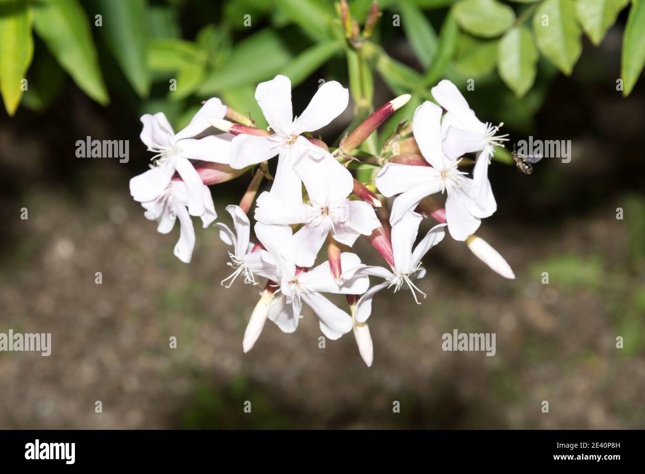 Seifenkraut (Saponaria officinalis) Stockfoto