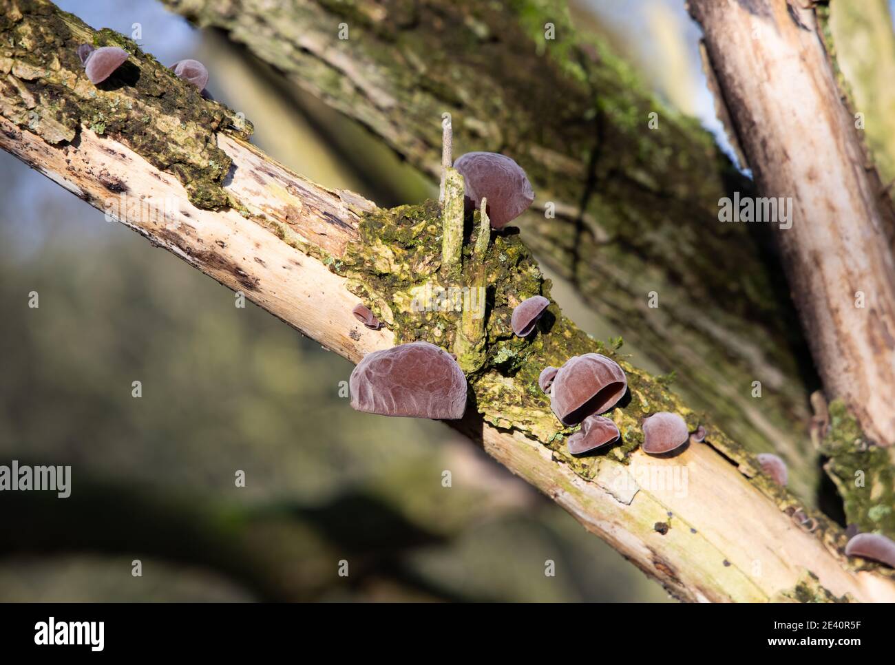 Crick, Northamptonshire - 21/01/21: Holzohrpilze (Auricularia auricula-judae), die auf einem verfallenden Holunderbaum-Ast wachsen. Stockfoto